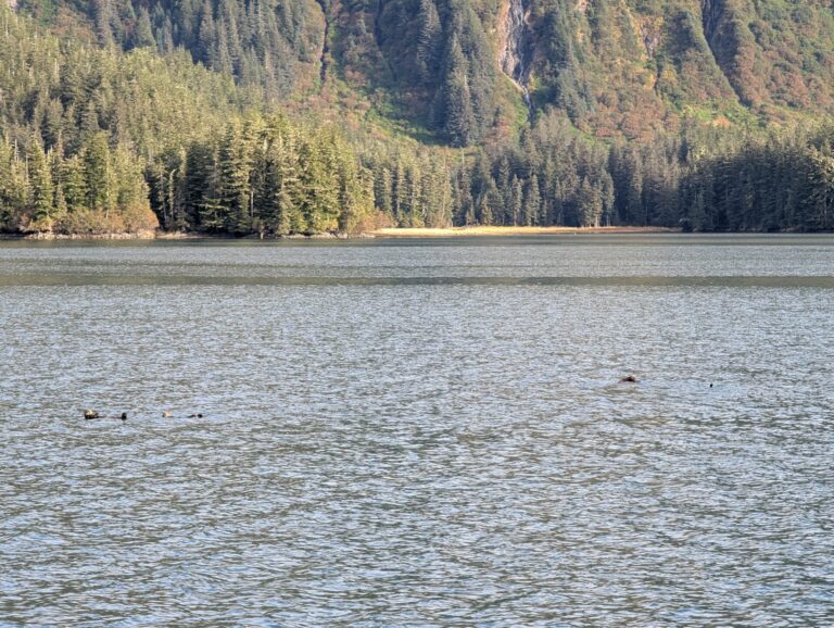 26 Glaciers Cruise - 2025