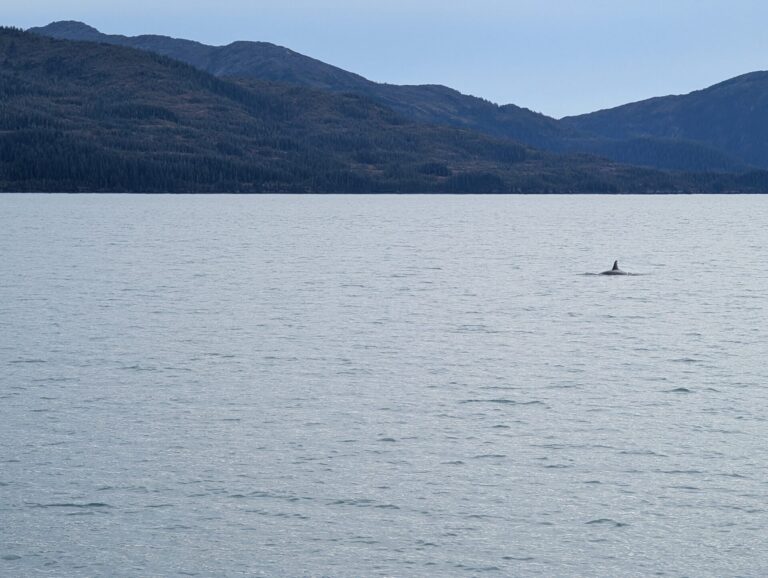 26 Glaciers Cruise - 2025