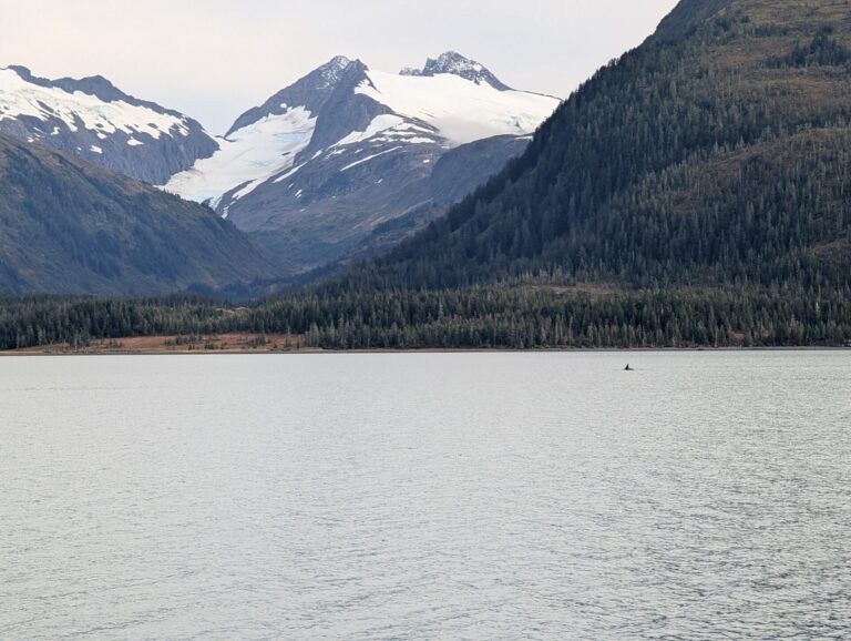 26 Glaciers Cruise - 2025