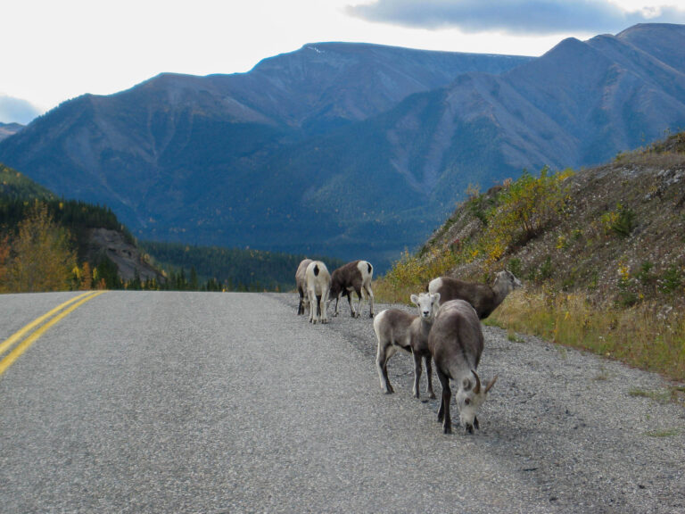 Alaska Highway - 2009