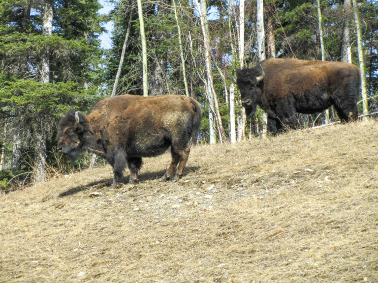 Alaska Highway - 2010