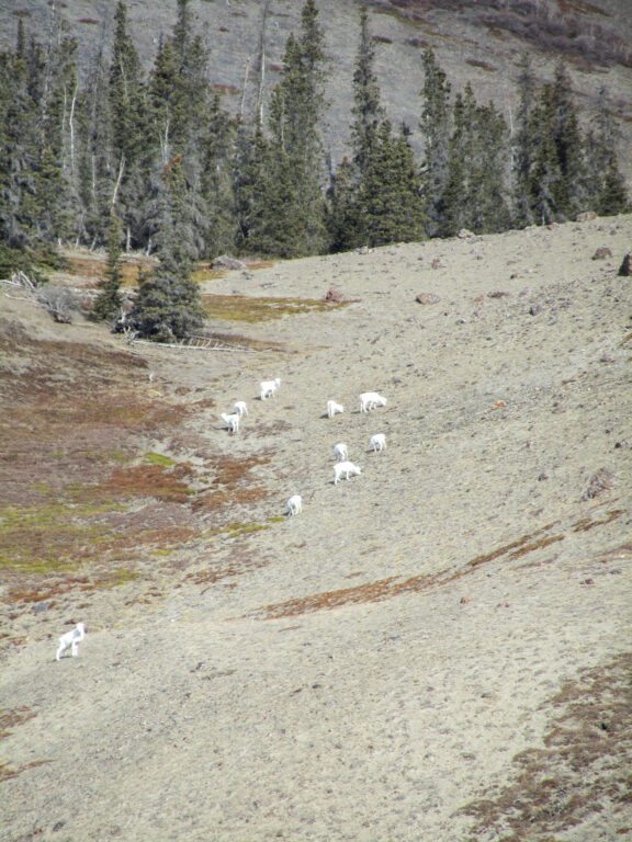 Alaska Highway - 2010