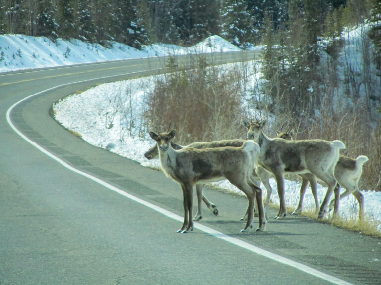 Alaska Highway - 2010