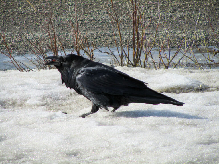 Alaska Highway - 2010