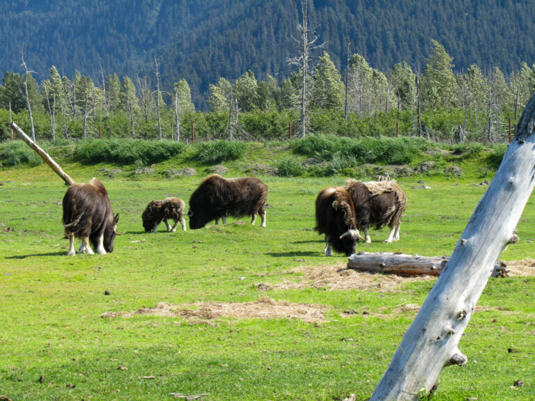 Alaska Wildlife Center - 2010