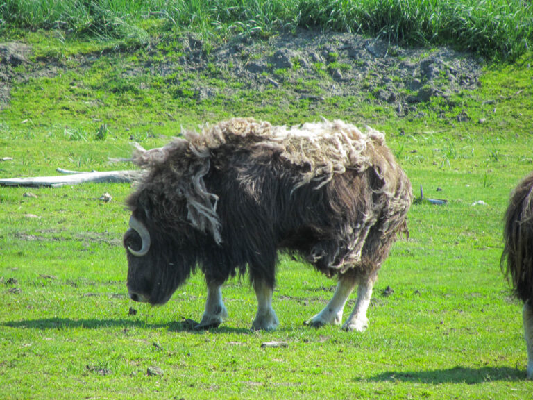 Alaska Wildlife Center - 2010