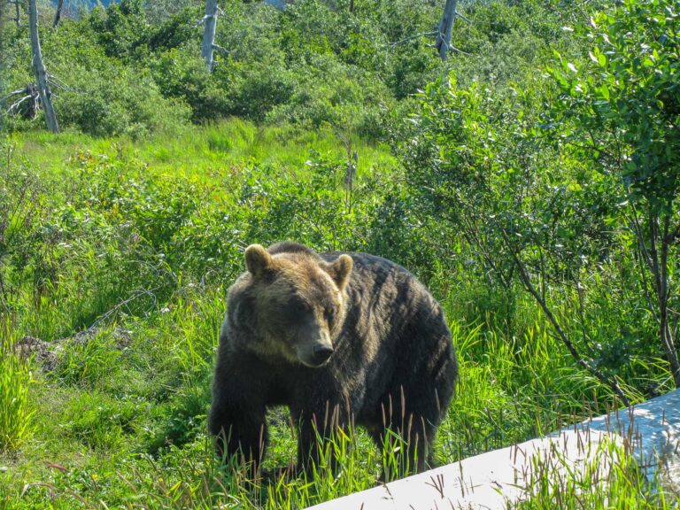 Alaska Wildlife Center - 2010