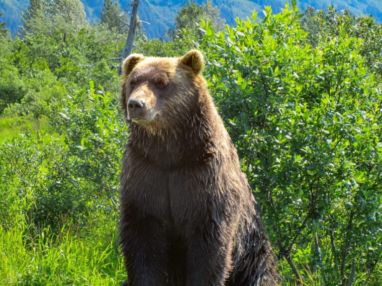 Alaska Wildlife Center - 2010