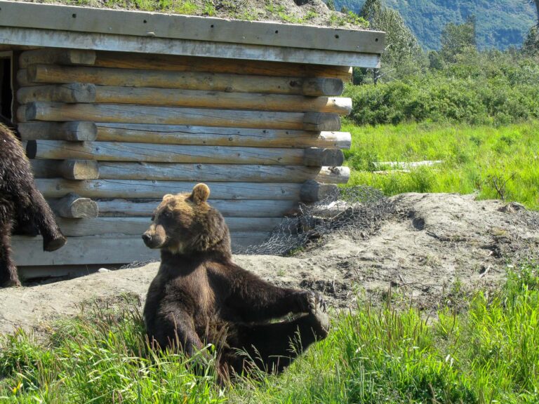 Alaska Wildlife Center - 2010