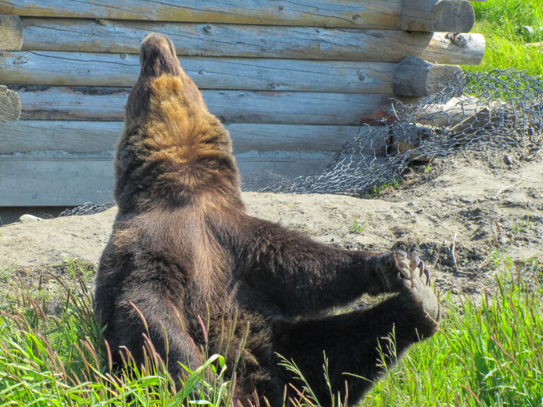 Alaska Wildlife Center - 2010