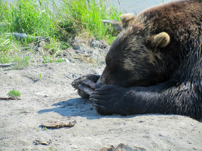 Alaska Wildlife Center - 2010