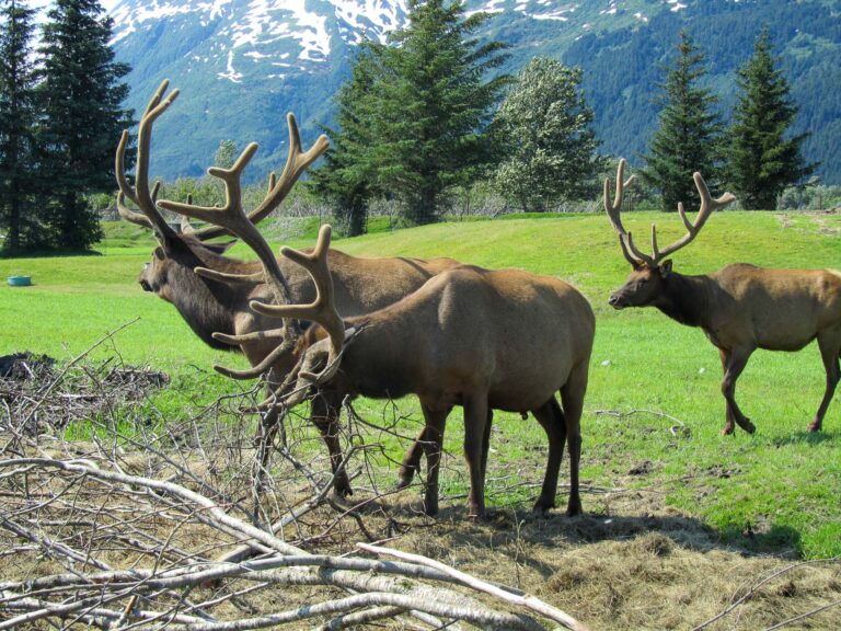 Alaska Wildlife Center - 2010