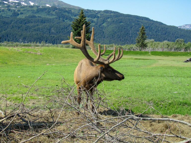 Alaska Wildlife Center - 2010