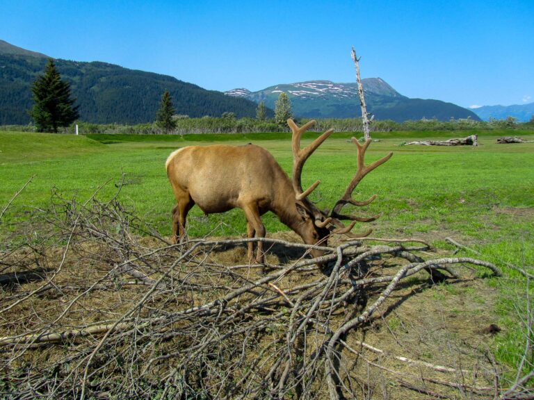 Alaska Wildlife Center - 2010
