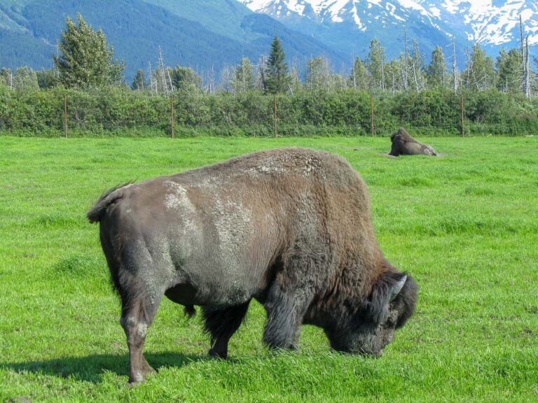 Alaska Wildlife Center - 2010
