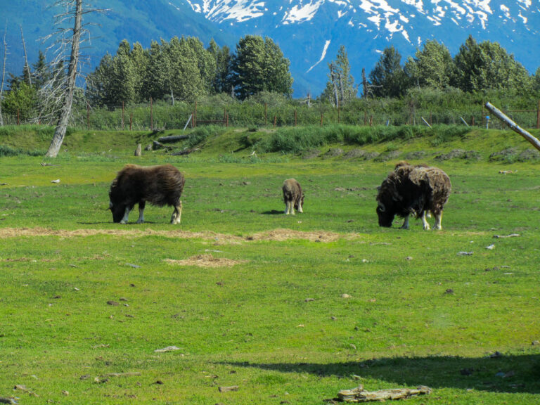 Alaska Wildlife Center - 2010