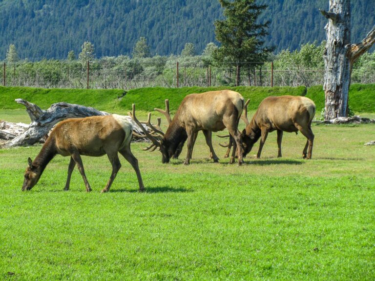 Alaska Wildlife Center - 2010