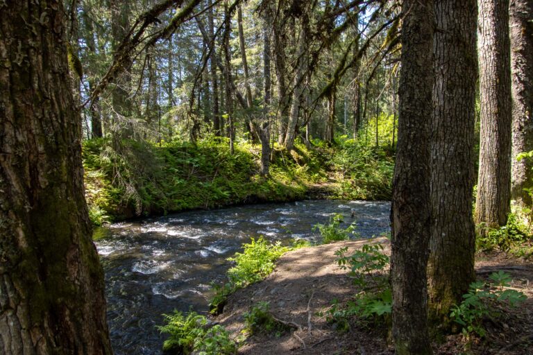 Bear Creek Weir - 2014