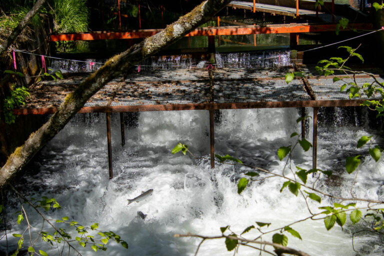 Bear Creek Weir - 2014