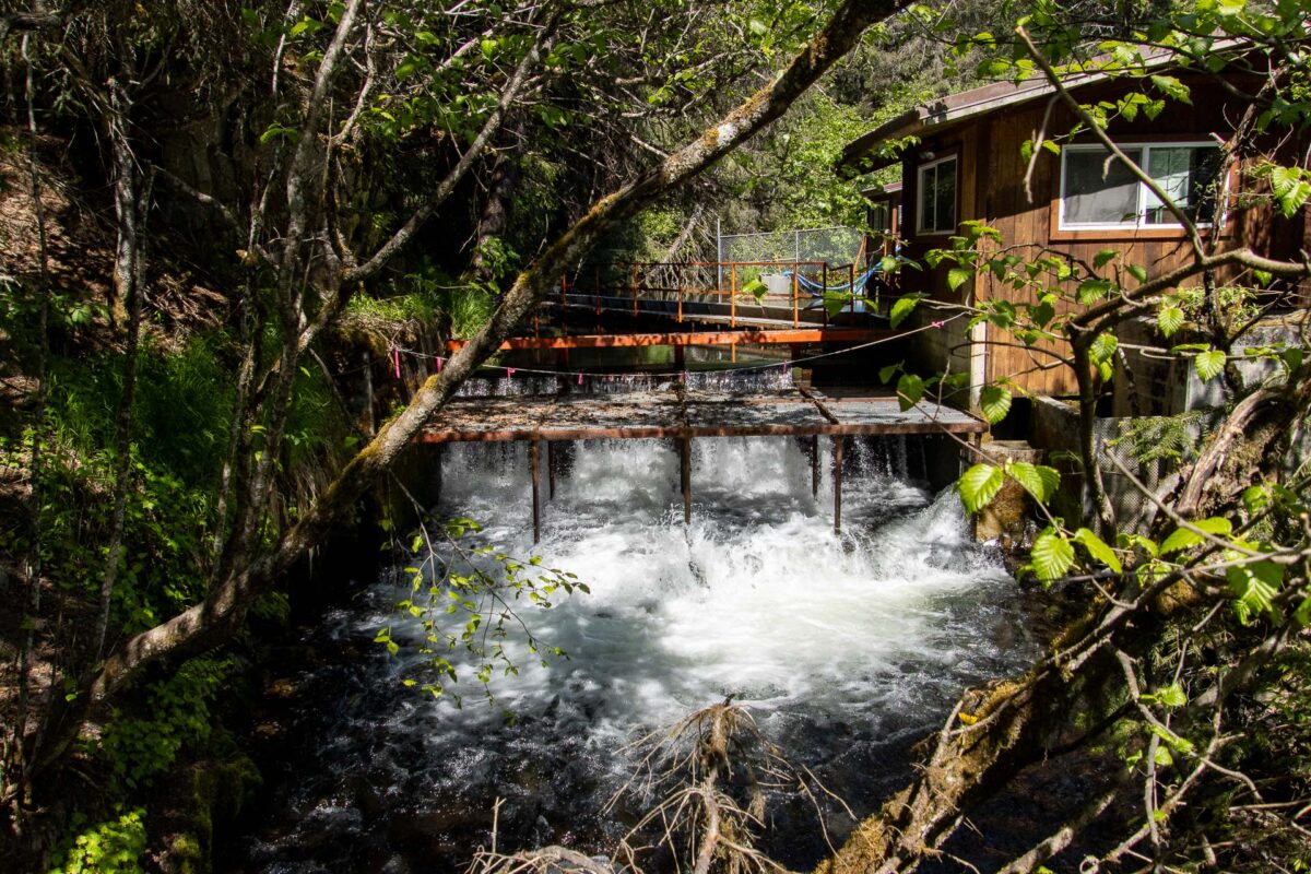 Bear Creek Weir - 2014