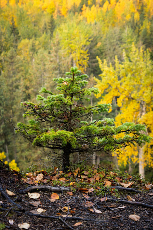 Bird Creek Falls - 2025