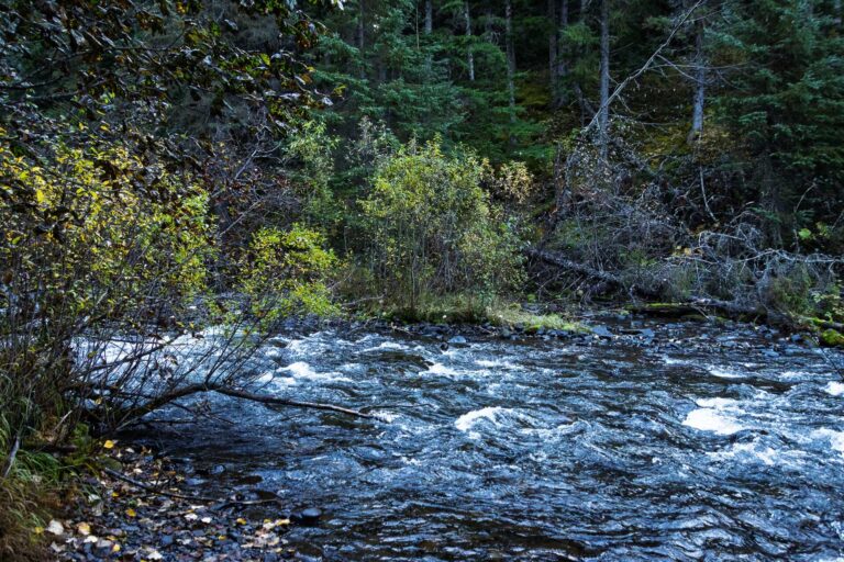 Bird Creek Falls - 2025