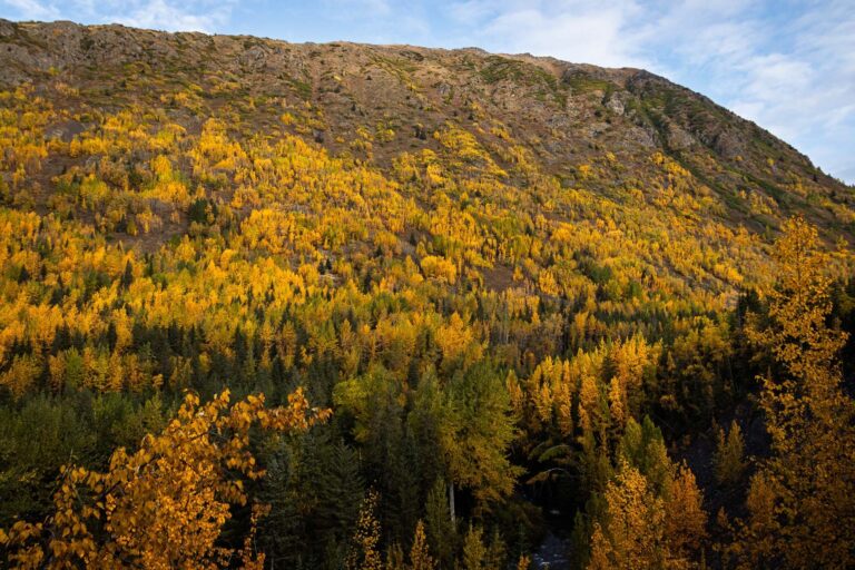 Bird Creek Falls - 2025