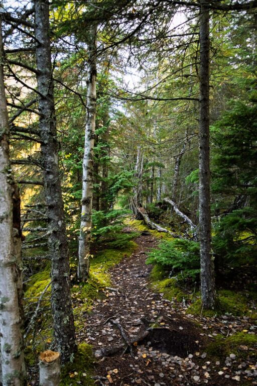 Bird Creek Falls - 2025