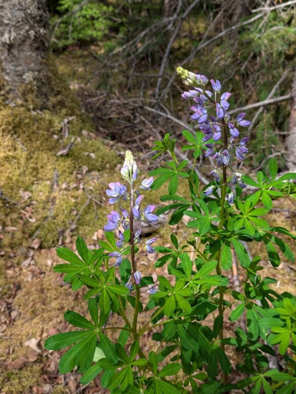 Bird Creek Falls - July 2026