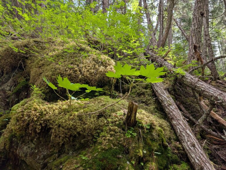Bird Creek Falls - July 2026