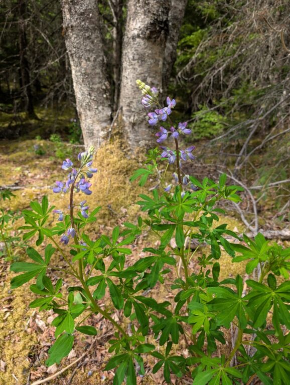 Bird Creek Falls - July 2026
