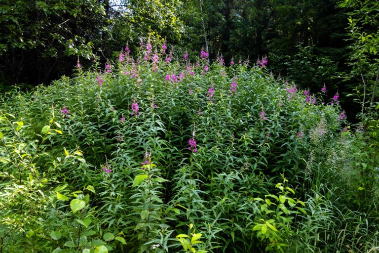 Bird Valley Trail - 2024