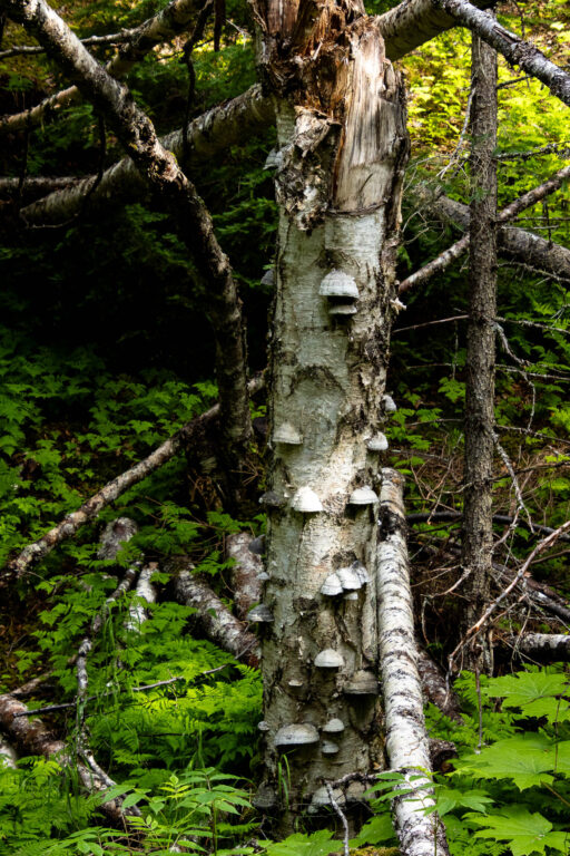 Bird Valley Trail - 2024