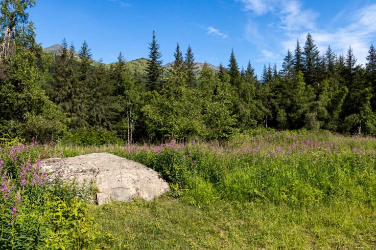 Bird Valley Trail - 2024