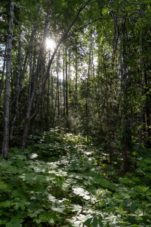 Bird Valley Trail - 2024