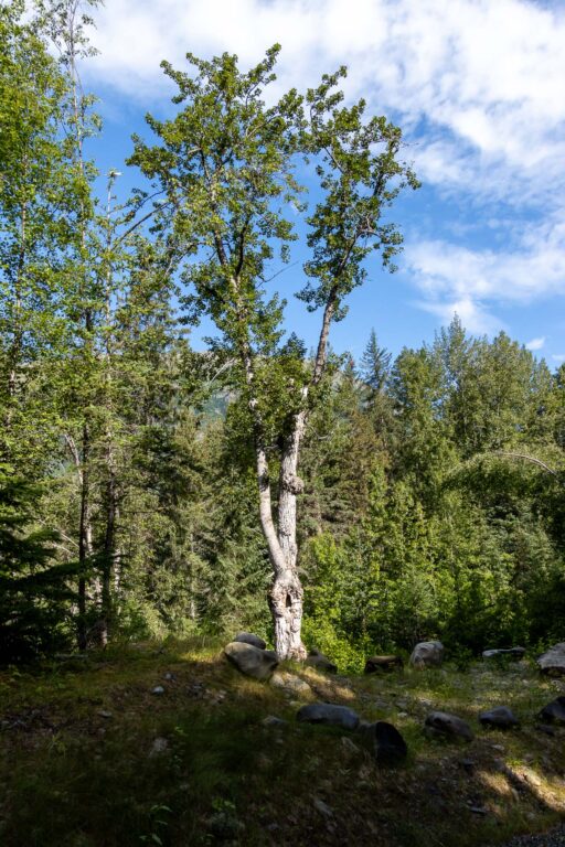 Bird Valley Trail - 2024