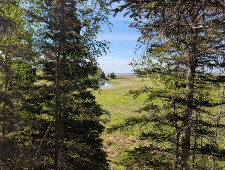Campbell Creek Estuary - June 2026