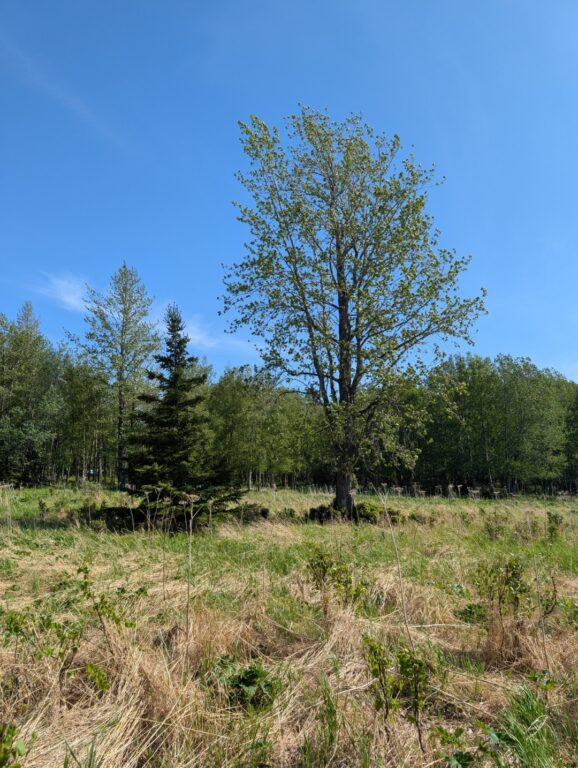 Campbell Creek Estuary - June 2026
