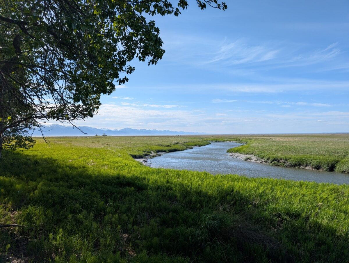 Campbell Creek Estuary - June 2026
