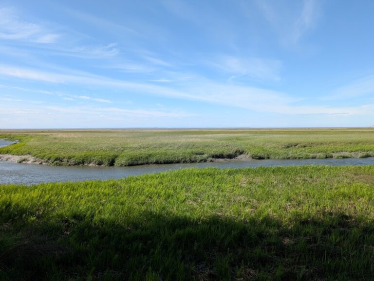 Campbell Creek Estuary - June 2026