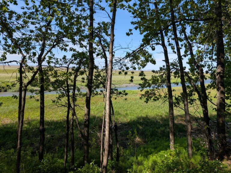 Campbell Creek Estuary - June 2026