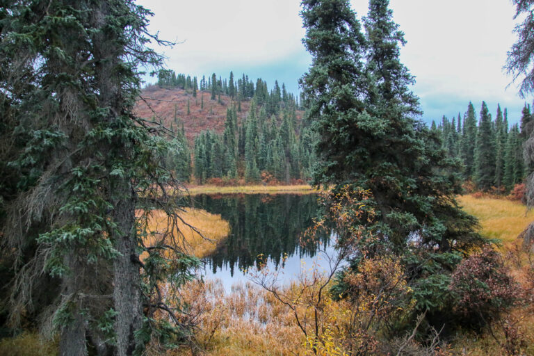 Denali National Park - 2019