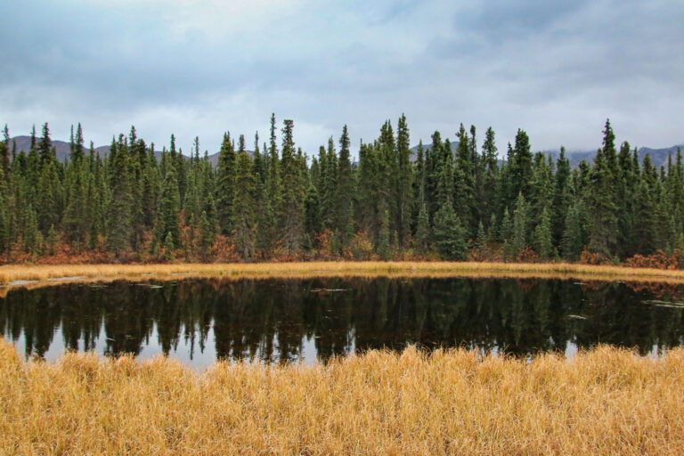 Denali National Park - 2019