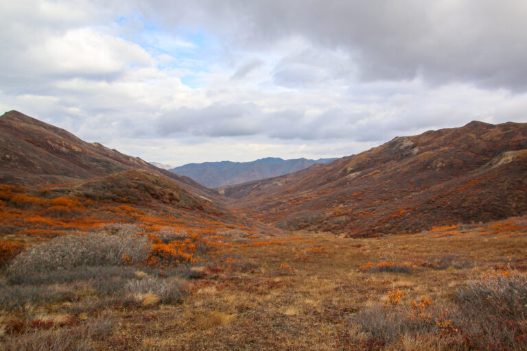 Denali National Park - 2019