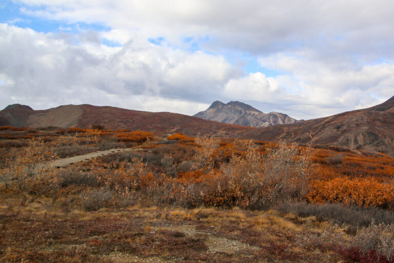 Denali National Park - 2019
