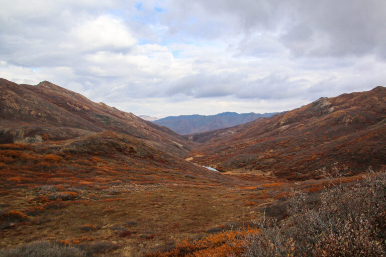 Denali National Park - 2019