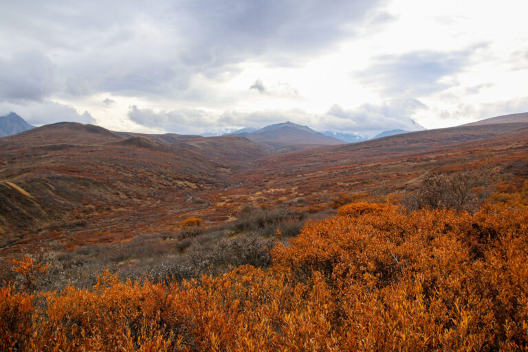 Denali National Park - 2019