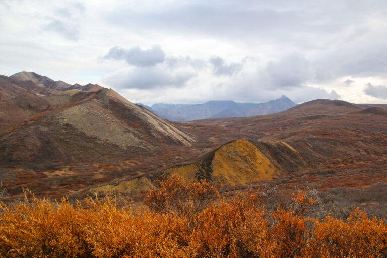 Denali National Park - 2019