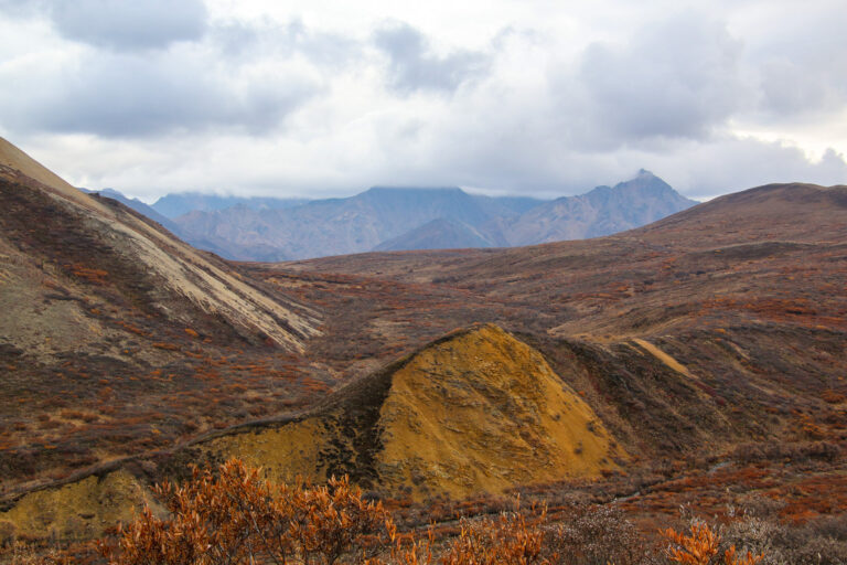 Denali National Park - 2019