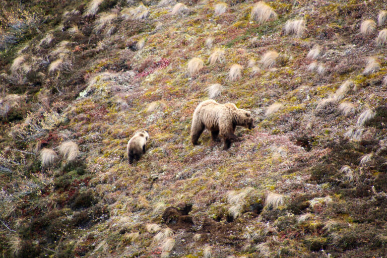 Denali National Park - 2019
